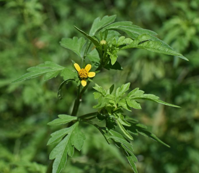 Feature image